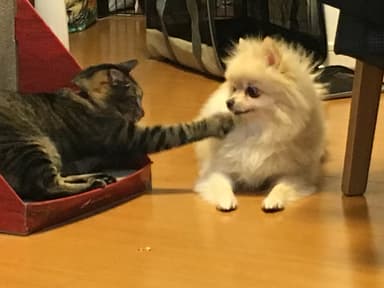 猫屋 outlook猫太郎弁護士の写真